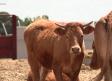 Conocemos a las vacas "limousin" de Casas de Juan Núñez