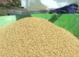 Cultivamos arroz en Las Minas