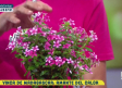 'Vincas' en nuestro jardín
