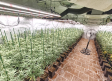 La Policía Local de Añover del Tajo desmantela un cultivo doméstico de marihuana con 650 plantas
