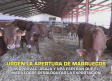 Los productores de vacuno de carne urgen la apertura de Marruecos - 16/06/2026