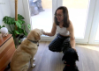 Familias que dedican su tiempo a educar a perros guías