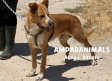 Adopta en verano y conoce a Scotch en Amparanimals