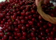 Recolecta y curiosidades de la cerezas