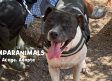 Artemis, otro ejemplo de abandono y de cría de perros de raza