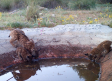 Los cinco primeros cachorros de lince nacidos en Cuenca elevan a trece ejemplares la población en la provincia conquense