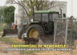 Confirmados cuatro focos de la enfermedad de Newcastle en Valladolid - 23/06/2026