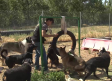 Guarderías caninas, un negocio que aumenta en verano