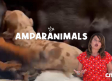 Consejos para cuidar de tu perrita después del parto