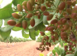 Villanueva de la Jara, se convierte en la planta procesadora de pistacho más grande de Europa