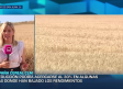 Los agricultores esperan una caída de entorno a un 30% en la cosecha del cereal