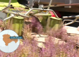 Conocemos más sobre el cultivo de la salvia