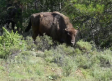 Bisontes y caballos salvajes transformando territorios del Alto Tajo