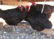 Conocemos los huevos ecológicos de la finca "El Mirador" del Casar