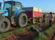 Proceso de siega de la lavanda en Ossa de Montiel