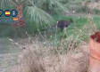 Rescatan canguros, corzos y perros entre cientos de pollos muertos en un cultivo de cannabis en Malagón