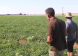 Agricultores de Ciudad Real denuncian el robo hasta 600 kilos de sandías y melones
