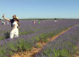 Brihuega se tiñe de morado por la lavanda