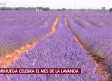 Brihuega celebra el mes de la lavanda