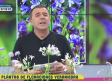 Floración Veraniega