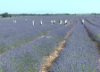 El tren de la lavanda se pone en marcha, desde Madrid a Brihuega
