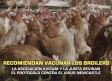 Recomiendan vacunar los broilers- 14/07/2026