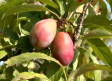 Ciruelas, la fruta emblemática de Olías del Rey