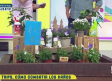 Como combatir los daños de los Trips