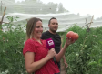 Recogemos tomates con los vecinos de Liétor