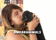 Ley de Bienestar Animal: lo que no puedes hacer (y lo que sí para refrescar a tu perro en verano)