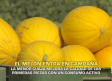El melón entra en campaña - 16/07/2026