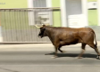 Conocemos la vaca enmaromada en La Puebla de Montalbán