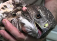Conocemos el Centro de Recuperación de fauna silvestre de Albacete