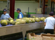 Comienza la campaña de recogida de melones en Tomelloso