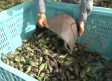 El calor y otros factores afectan a la producción de berenjena de Almagro