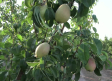 Así se recolecta la fruta del verano
