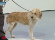 Proteger a nuestras mascotas en emergencias