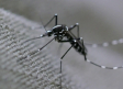 Siguen aumentando en España las enfermedades transmitidas por mosquitos