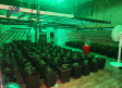 Cae un grupo criminal con 390 plantas de marihuana que operaba desde un chalet de Chiloeches