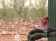 Más hectáreas de olivo que de vid en Castilla-La Mancha