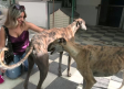 Perros y gatos abandonados que buscan una segunda oportunidad