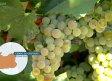 Comienza la vendimia de la variedad "chardonnay"