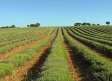 Comienza la recolección de lavanda en Brihuega