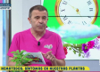 Nematodos y los síntomas en nuestras plantas