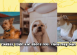 ¿Qué es mejor: acoger o adoptar una mascota? La ayuda que necesitan las protectoras de animales