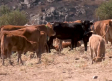 Ganaderos y cotos de la Sierra Norte de Guadalajara reciben alimento y agua para sus animales