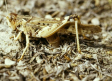 SEO/BirdLife advierte sobre impacto de insecticidas contra la langosta en el este de Albacete