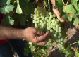 Las altas temperaturas reducen la producción de uva y adelantan la cosecha