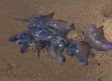 La medusa carabela invade las playas del País Vasco