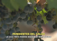 La uva tinta podría madurar más rápido - 10/08/2026